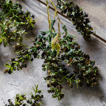 Load image into Gallery viewer, Artificial Mottled Sedge | Abigail Ahern