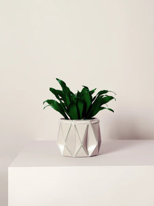 Self-Watering POTR | POTR