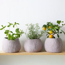 Load image into Gallery viewer, Flower Pot 16 | Aveva