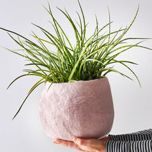 Load image into Gallery viewer, Flower Pot 16 | Aveva