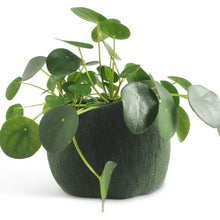 Load image into Gallery viewer, Flower Pot 16 | Aveva