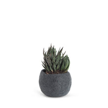 Load image into Gallery viewer, Flower Pot 16 | Aveva