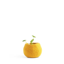 Load image into Gallery viewer, Flower Pot 16 | Aveva