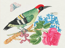 Load image into Gallery viewer, Flowers, Birds &amp; Butterflies Celebrations Boxed Notecards | Pomegranate