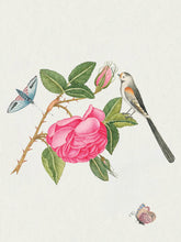 Load image into Gallery viewer, Flowers, Birds &amp; Butterflies Celebrations Boxed Notecards | Pomegranate