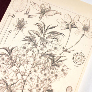 Tomitaro Makino Yamazakura Graph Notebook | Hobonichi