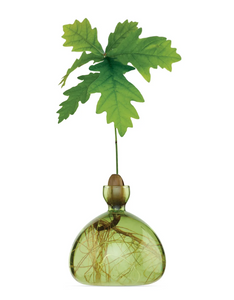 Small green glass vase containing acorn and sprouting tree on white background white roots showing in bottom of vase