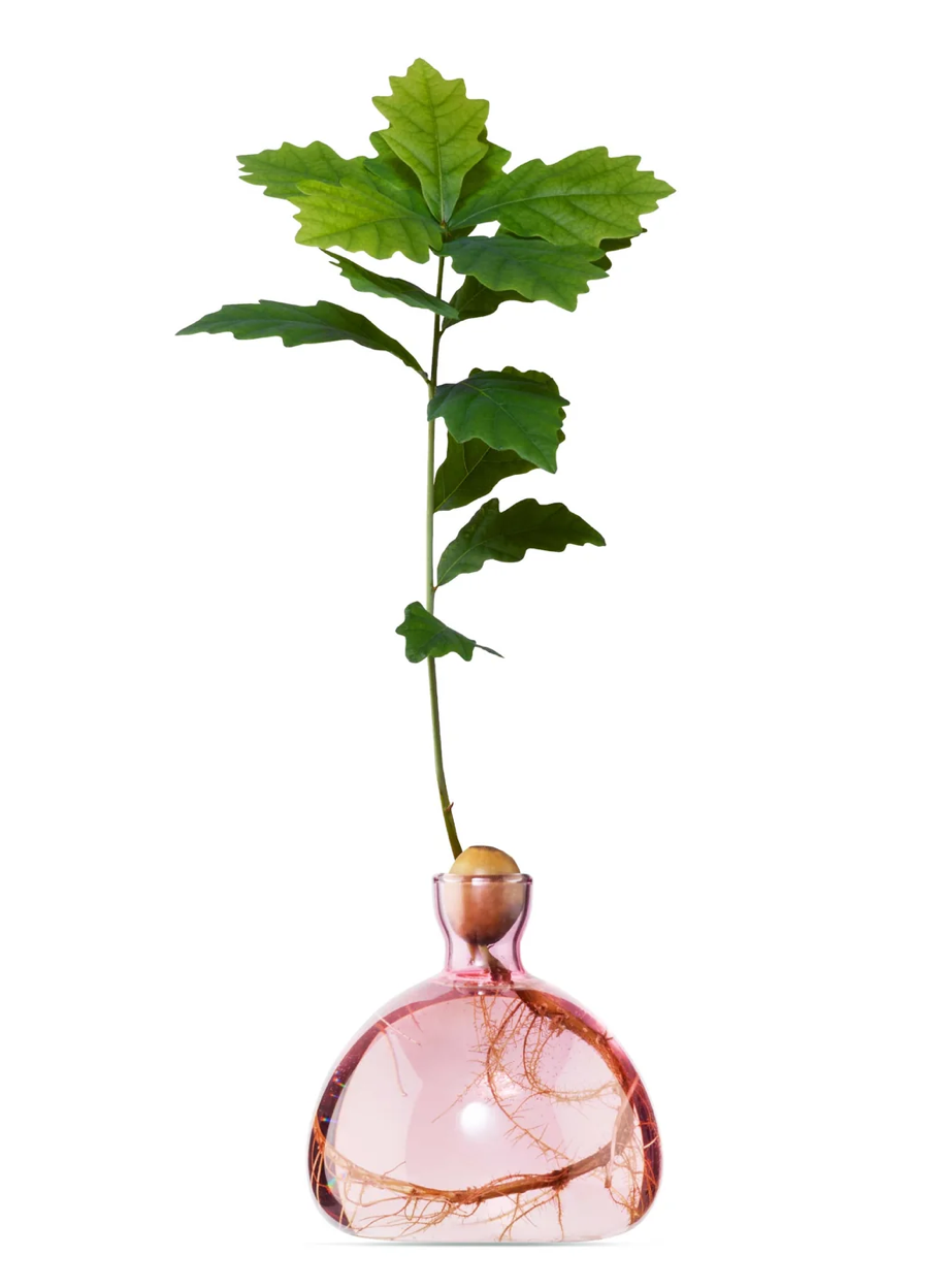 Small pink clear glass vase containing acorn and sprouting tree on white background white roots showing in bottom of vase
