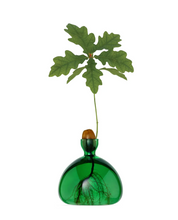 Load image into Gallery viewer, Small clear dark green glass vase containing acorn and sprouting tree on white background white roots showing in bottom of vase