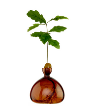 Load image into Gallery viewer, Small clear amber glass vase containing acorn and sprouting tree on white background white roots showing in bottom of vase