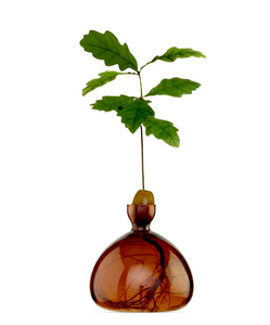 Small clear amber glass vase containing acorn and sprouting tree on white background white roots showing in bottom of vase