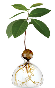 Clear avocado vase with avocado pit at top, roots growing down into vase and leaves sprouting out of pit all on white background