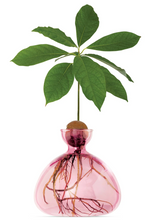 Load image into Gallery viewer, Light pink see through avocado vase on white background with avocado pit at top of vase, roots growing down into vase, and leaves growing up out of pit