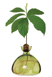Clear light green avocado vase with avocado pit at top, roots growing down into vase and leaves sprouting out of pit all on white background