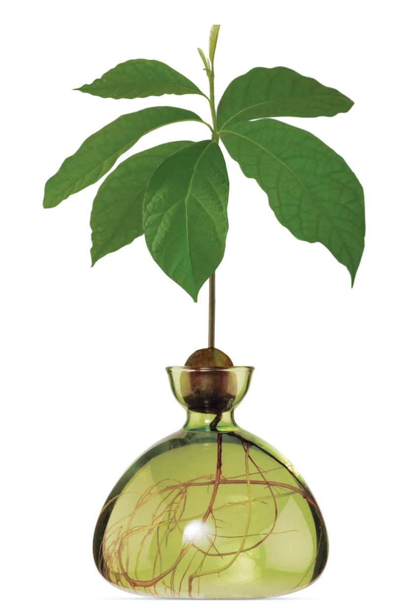 Clear light green avocado vase with avocado pit at top, roots growing down into vase and leaves sprouting out of pit all on white background