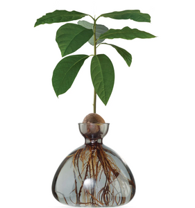 Clear dark gray avocado vase with avocado pit at top, roots growing down into vase and leaves sprouting out of pit all on white background