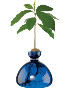 Avocado Vase | Ilex Studio