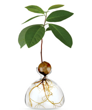 Load image into Gallery viewer, Small clear glass vase containing acorn and sprouting tree on white background white roots showing in bottom of vase