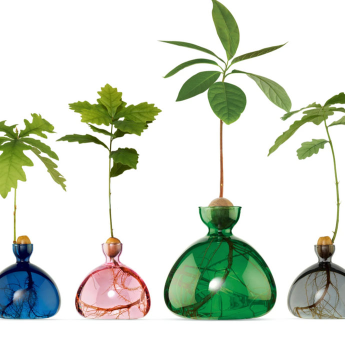 Navy, Pink, Large Green and gray glass vases with acorn pits growing trees