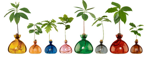 Row of small and large glass vases in yellow, orange, blue, pink, green, gray, red, and brown. All vases contain an acorn pit resting on top lip with trees sprouting out of each. Can view roots growing in bottom section of each vase