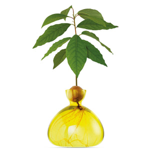 Avocado Vase | Ilex Studio