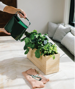 Watering Cans | Modern Sprout