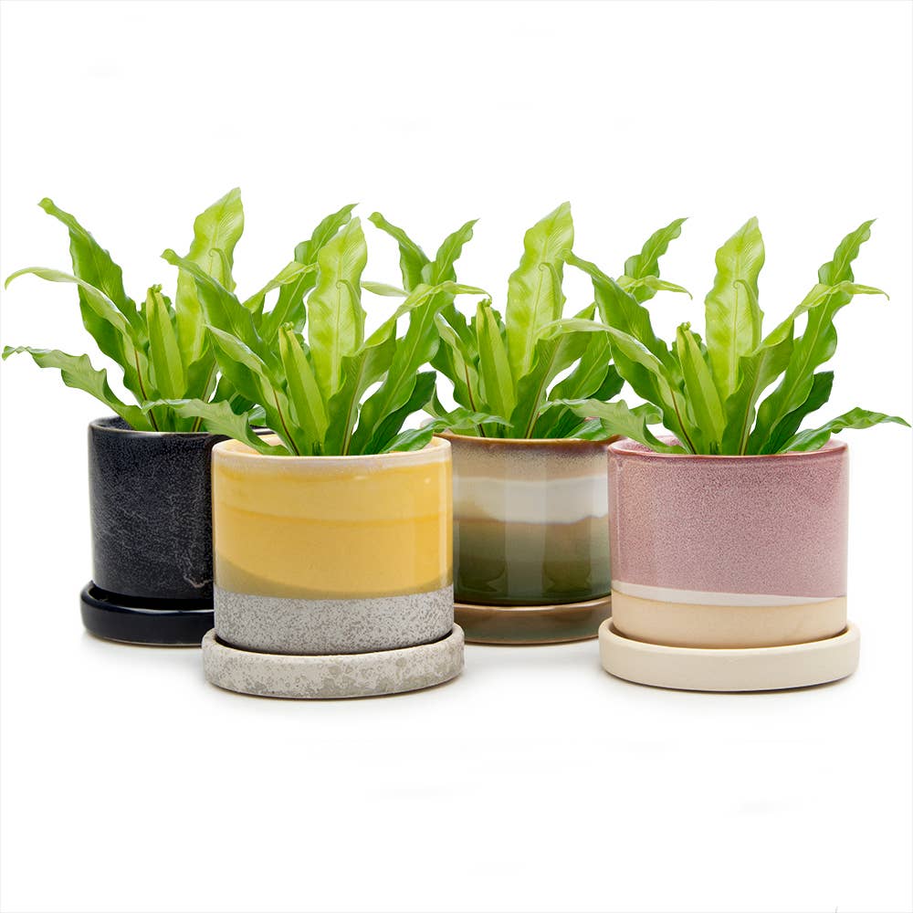 indoor plant pot saucers Minute 1 Pot & Saucer
